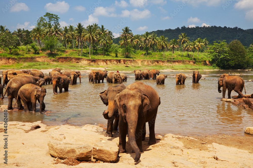 Elephant on Sri Lanka - obrazy, fototapety, plakaty 
