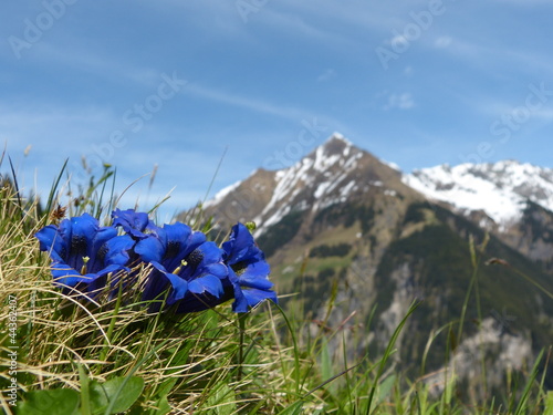 Fototapeta na wymiar Enzian Blumen der Alpen