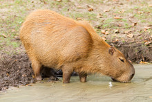 Capybara (Hydrochoerus Hydrochaeris) Drinking From A Dirty Pool