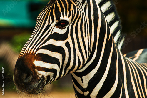 Obraz na płótnie canvas dwuczęściowy "dyptyk" Zebra