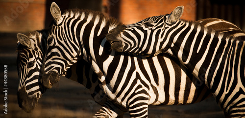Obraz na płótnie canvas Zebra