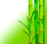 Fototapeta Na drzwi - Beautiful bamboo background