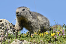 Young Alpine Marmot