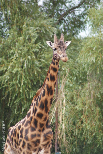Board z aluminiowym obramowaniem Żyrafa - giraffa camelopardalis