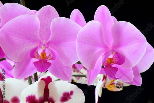 Obraz na płótnie canvas czteroczęściowy "tetraptyk" Piękna orchidea