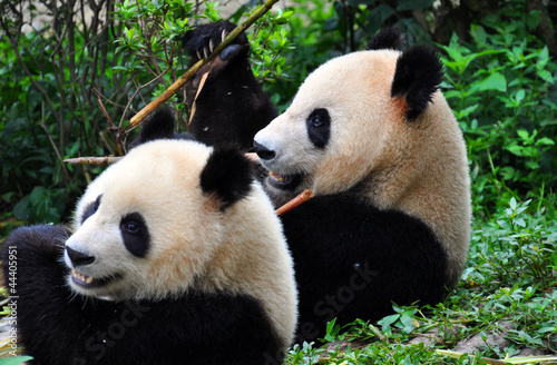 Board z aluminiowym obramowaniem Para panda