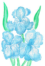Three Light Blue Irises, Painting