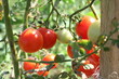 Dojrzałe małe pomidory koktajlowe wiszące na gałęziach rośliny.