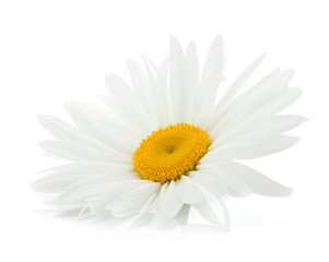 Chamomile flower