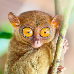 Phillipine tarsier