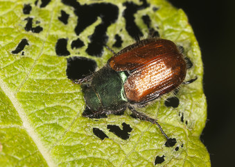 Poster - Garden Foliage Beetle, Phyllopertha horticola feeding on leaf