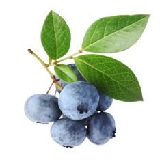Wall Mural - Blueberry twig