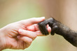Human girl and monkey holding hands representing cooperation