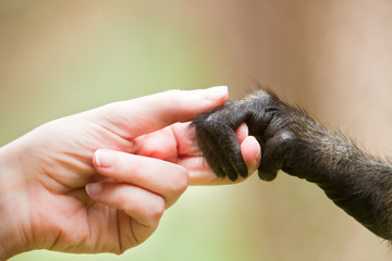 Human girl and monkey holding hands representing cooperation