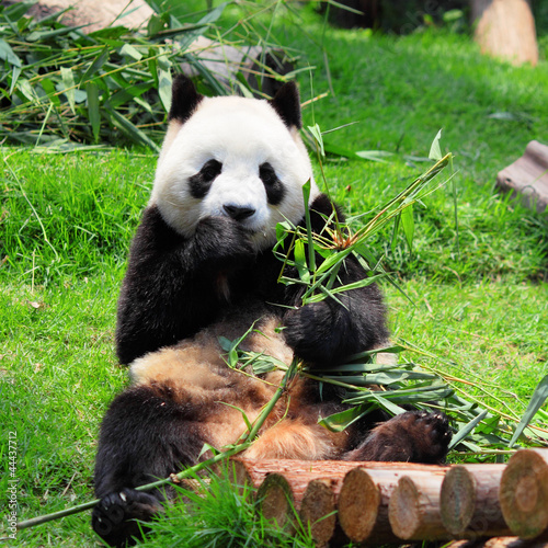 Board z aluminiowym obramowaniem Panda