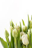 Fototapeta Kwiaty - nice tulips