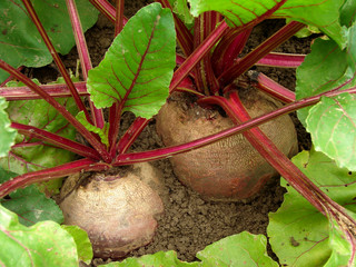 Wall Mural - growing beetroots