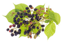 Blackberries Bush Concept