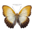 Cymothore beceri butterfly