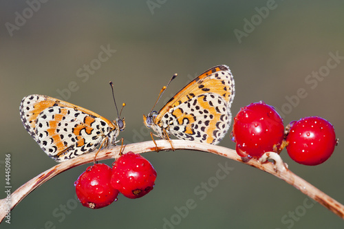 Tapeta ścienna Melitaea