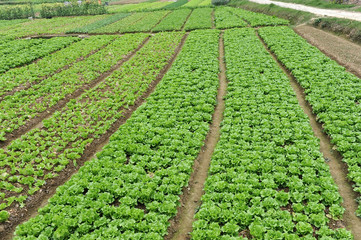 lettuce plant in field