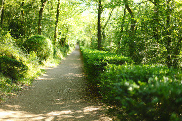 Wall Mural - summer forest with sunlight