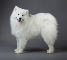 Wall Mural - Samoyed dog