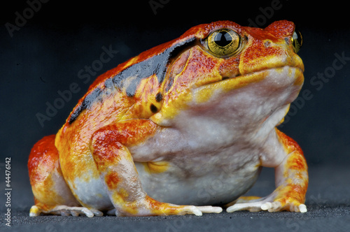 Obraz na płótnie canvas Żaba pomidorowa / guacetia dyscophus