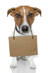 Poster - Dog with empty cardboard