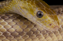 Yellow Rat Snake / Elaphe Obsolete Quadrivittata