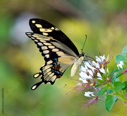 Tapeta ścienna Gigant paziowatych (papilio cresphontes) żywienia na białe kwiaty