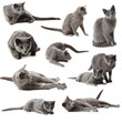 Collection of blue russian cats on  white background.