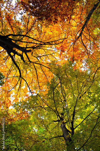 Fototapeta na wymiar Herbstwald