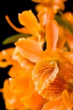 Orange Flowers Dendrobium Orchids