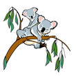 koala bear with joey climbing eucalyptus branch