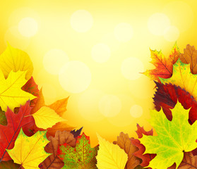 Wall Mural - Various autumn tree leaves as a frame on bright yellow background