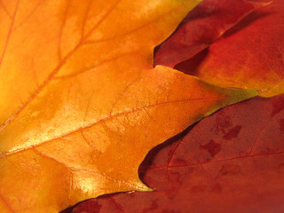 Canvas Print - beautiful autumn leaves of maple tree