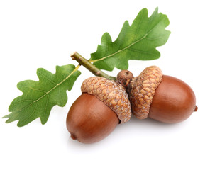 Wall Mural - Dried acorns with leaves
