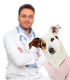 Veterinary with Jack Russell
