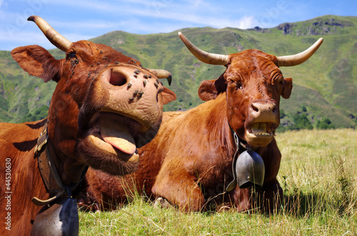 Gratuit Images Humour Vache Buy This Stock Photo And Explore Similar Images At le plus cool par