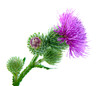 Inflorescence of Greater Burdock. on white background