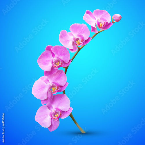 Obraz na płótnie canvas dwuczęściowy "dyptyk" Ilustracja kwiat orchidei wektor. 