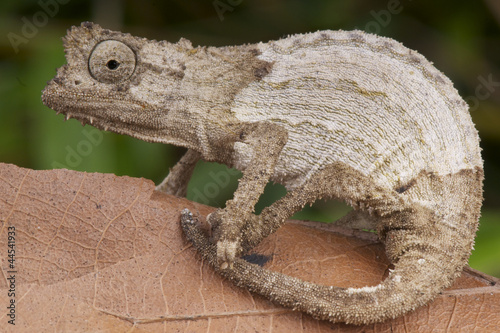 Fotoboard na płycie Karłowaty kameleon / rieppeleon kerstenii