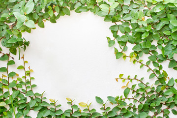 Green Creeper Plant on the white wall for background.