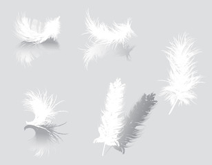 Sticker - white feathers isolated on gray background