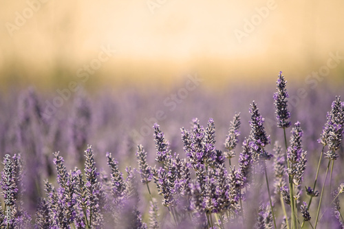 Obraz w ramie Summer Meadow with Flower. Lavender.