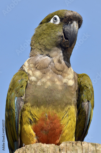 Board z aluminiowym obramowaniem Portretowe papugi (cyanoliseus patagonus)