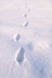 Fototapeta  - Winter path