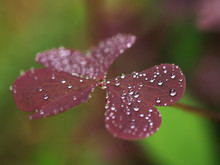 Violet Leaves With Raindrops