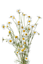 Bouquet Of Chamomile Flowers